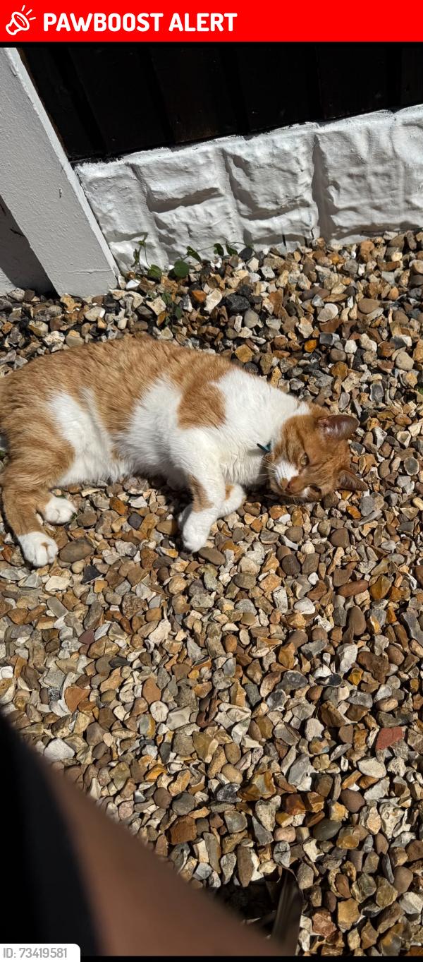 Lost Male Cat last seen Stanley Park, Blackpool, England FY3 9LQ