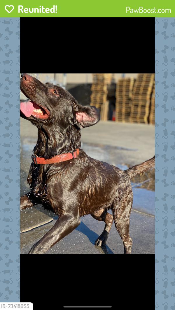 Reunited Male Dog last seen Near e south mountain ave, Phoenix, AZ 85042