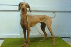Shelter Stray Female Dog last seen , 216 W Victoria St, Gardena, CA 90248, USA