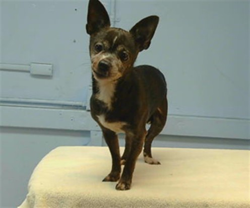 Shelter Stray Male Dog last seen , 216 W Victoria St, Gardena, CA 90248, USA