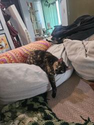Lost Female Cat last seen Military circle, Norfolk, VA 23502