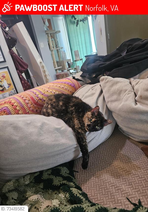 Lost Female Cat last seen Military circle, Norfolk, VA 23502