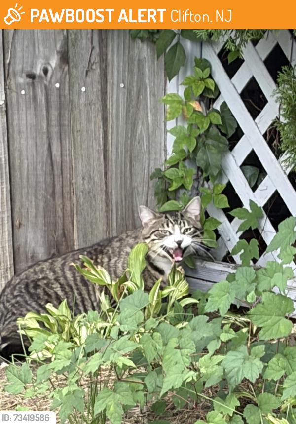 Found/Stray Unknown Cat last seen Gould terrace, Clifton, NJ 07013