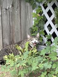 Found/Stray Unknown Cat last seen Gould terrace, Clifton, NJ 07013