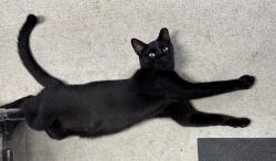 Lost Male Cat last seen Elevation Rd/Highway 50 area, Johnston County, NC 27504