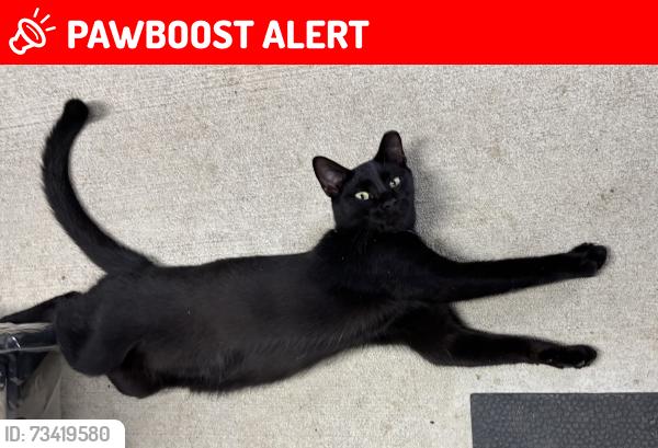Lost Male Cat last seen Elevation Rd/Highway 50 area, Johnston County, NC 27504