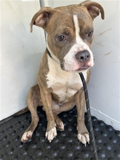 Shelter Stray Male Dog last seen ALDER AVE & 37TH AVE, 2127 Front St, Sacramento, CA 95818, USA