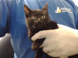 Shelter Stray Female Cat last seen Near BLOCK BAYWATER DR, FAYETTEVILLE NC 28304, 4704 Corporation Dr, Fayetteville, NC 28306, USA