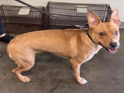 Shelter Stray Female Dog last seen , 1850 W 60th St, Los Angeles, CA 90047, USA