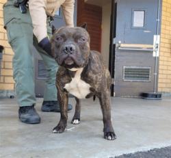 Shelter Stray Male Dog last seen , 1850 W 60th St, Los Angeles, CA 90047, USA