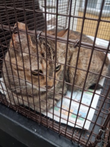 Shelter Stray Female Cat last seen , 1850 W 60th St, Los Angeles, CA 90047, USA