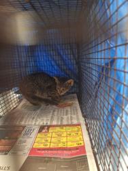 Shelter Stray Female Cat last seen Near BLOCK NW 31 WY LAUDERHILL FL 33311, 2400 SW 42nd St, Fort Lauderdale, FL 33312, USA