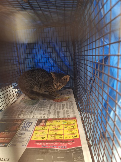Shelter Stray Female Cat last seen Near BLOCK NW 31 WY LAUDERHILL FL 33311, 2400 SW 42nd St, Fort Lauderdale, FL 33312, USA