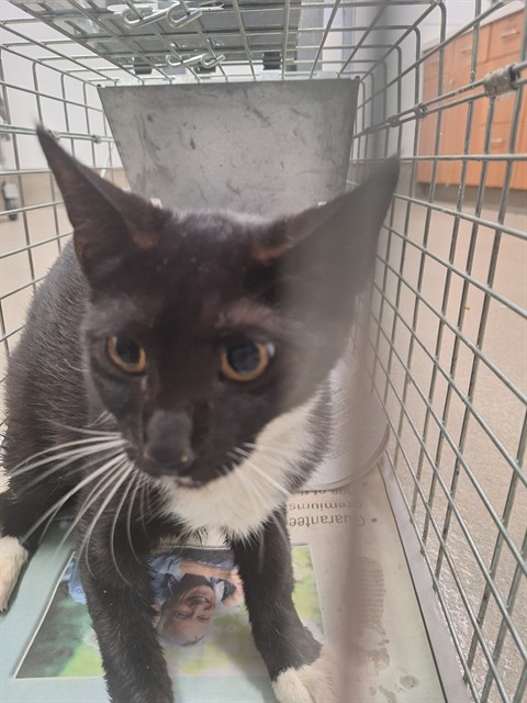 Shelter Stray Female Cat last seen Near BLOCK ANDORA DR MIRAMAR FL 33025, 2400 SW 42nd St, Fort Lauderdale, FL 33312, USA