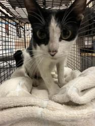 Shelter Stray Female Cat last seen Near BLK E 53RD ST, LONG BEACH, CA 90805, 7700 E Spring St, Long Beach, CA 90815, USA