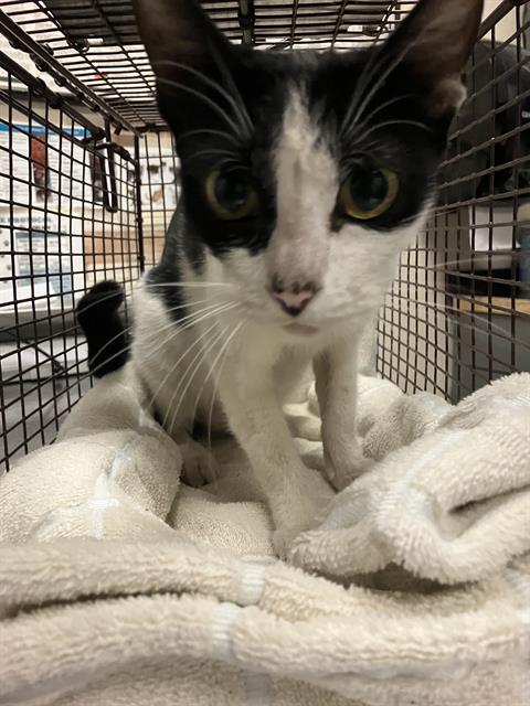 Shelter Stray Female Cat last seen Near BLK E 53RD ST, LONG BEACH, CA 90805, 7700 E Spring St, Long Beach, CA 90815, USA