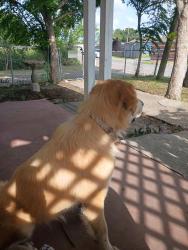 Reunited Female Dog last seen Near huron dr corpus Christi tx 78405, Corpus Christi, TX 78405