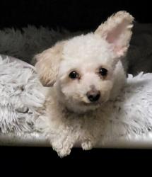 Shelter Stray Male Dog last seen , 14409 Vanowen St, Van Nuys, CA 91405, USA
