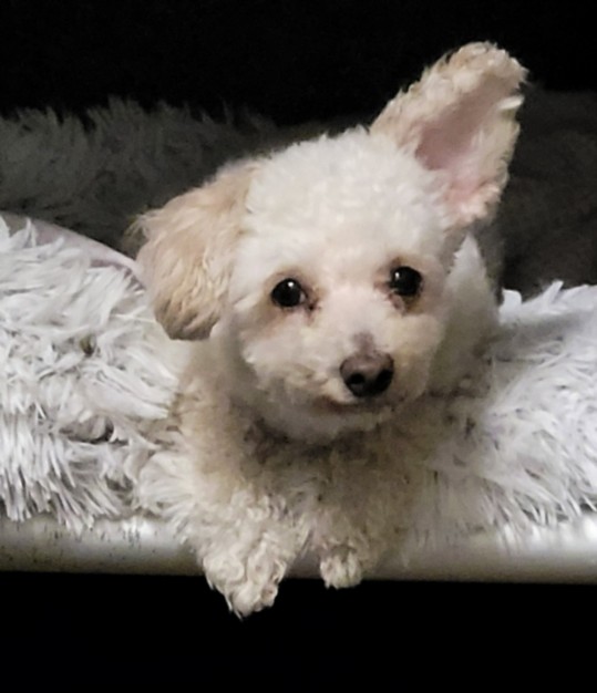 Shelter Stray Male Dog last seen , 14409 Vanowen St, Van Nuys, CA 91405, USA