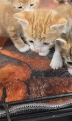 Shelter Stray Male Cat last seen , 14409 Vanowen St, Van Nuys, CA 91405, USA
