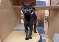 Shelter Stray Female Cat last seen CHARLOTTE, 8315 Byrum Dr, Charlotte, NC 28217, USA
