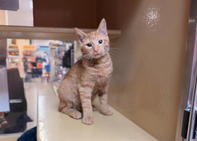 Shelter Stray Male Cat last seen CHARLOTTE, 8315 Byrum Dr, Charlotte, NC 28217, USA