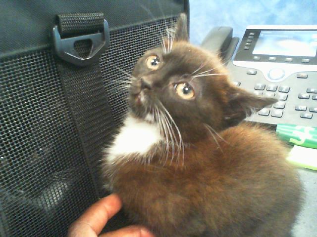Shelter Stray Female Cat last seen CHARLOTTE, 8315 Byrum Dr, Charlotte, NC 28217, USA