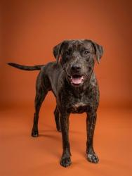 Shelter Stray Male Dog last seen Near BLOCK MONROE SMITH RD, 2020 Forest St, Jacksonville, FL 32204, USA