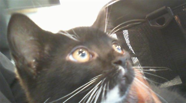 Shelter Stray Male Cat last seen CHARLOTTE, 8315 Byrum Dr, Charlotte, NC 28217, USA