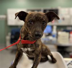 Shelter Stray Male Dog last seen Near BLOCK YALE ST, HEMET CA 92544, 581 S Grand Ave, San Jacinto, CA 92582, USA