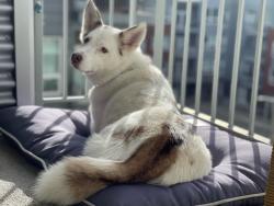 Lost Female Dog last seen Corner of 6th Ave Pkwy and Dahlia St., Denver, CO 80220