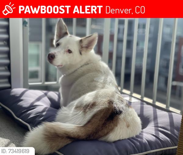Lost Female Dog last seen Corner of 6th Ave Pkwy and Dahlia St., Denver, CO 80220