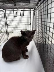 Shelter Stray Male Cat last seen Near BLOCK NW 4TH ST, 3599 NW 79th Ave, Doral, FL 33122, USA
