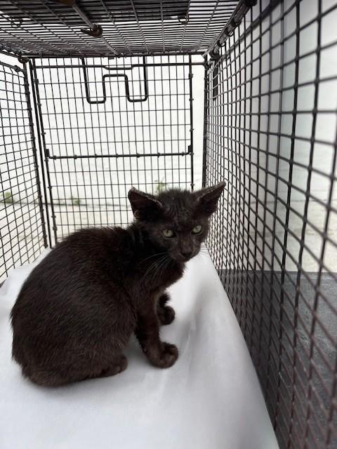 Shelter Stray Male Cat last seen Near BLOCK NW 4TH ST, 3599 NW 79th Ave, Doral, FL 33122, USA