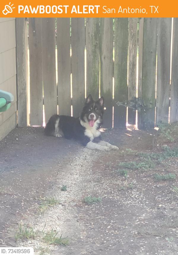 Found/Stray Unknown Dog last seen Merlin and Castlewood, San Antonio, TX 78218