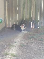 Found/Stray Unknown Dog last seen Merlin and Castlewood, San Antonio, TX 78218