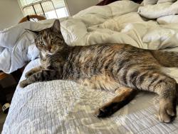 Lost Female Cat last seen College, Normal, IL 61761