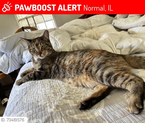 Lost Female Cat last seen College, Normal, IL 61761