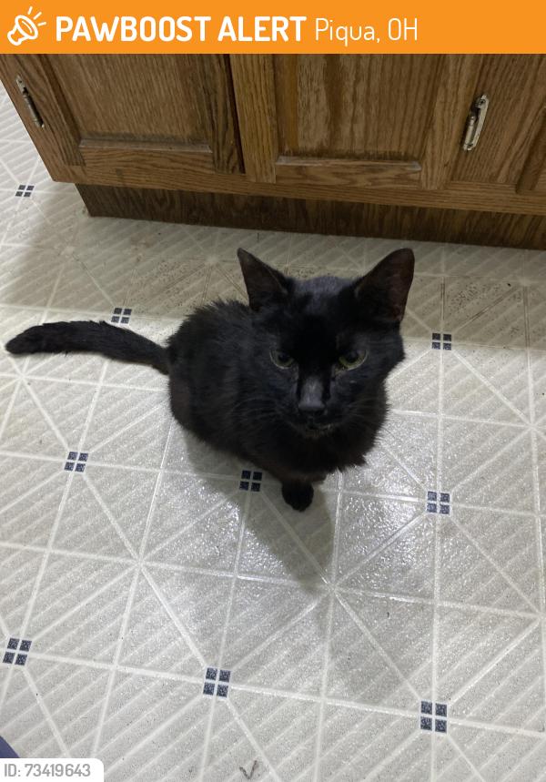 Found/Stray Female Cat last seen Near maplecrest dr Troy ohio, Piqua, OH 45356