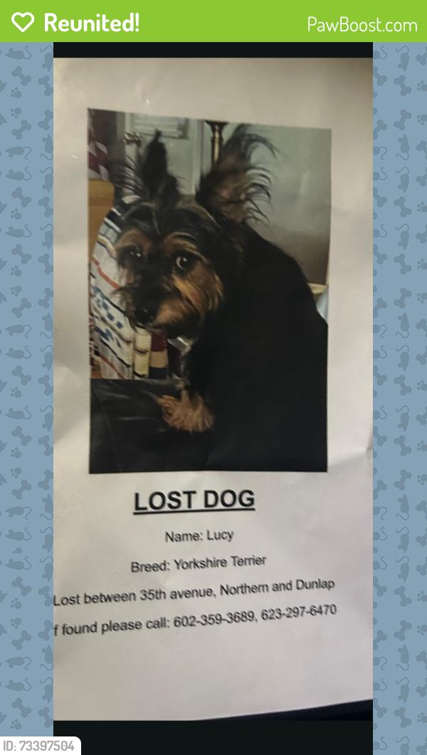 Reunited Female Dog last seen Calle El Camino en 35th ave, Phoenix, AZ 85029