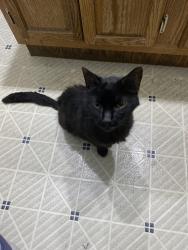 Found/Stray Female Cat last seen Near maplecrest dr Troy ohio, Piqua, OH 45356