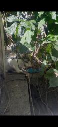 Found/Stray Unknown Cat last seen Blackthorn and Donald, Toronto, ON 