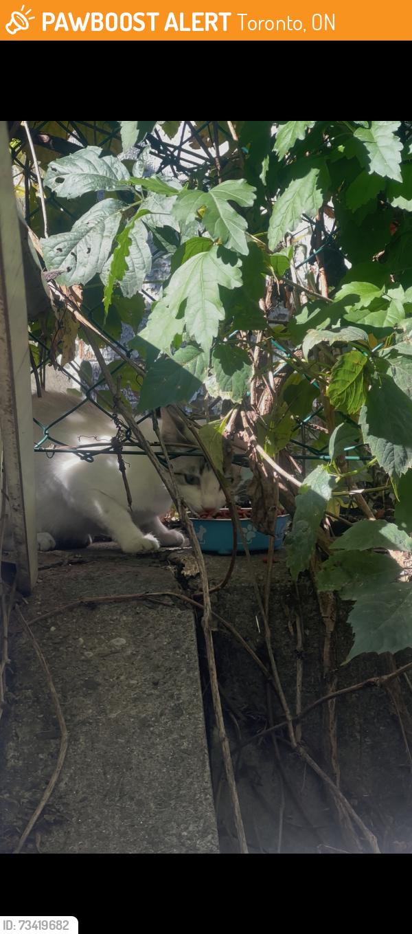 Found/Stray Unknown Cat last seen Blackthorn and Donald, Toronto, ON 