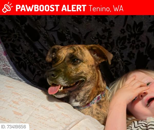 Lost Female Dog last seen 160th Tilley rd, Tenino, WA 98589