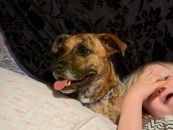 Lost Female Dog last seen 160th Tilley rd, Tenino, WA 98589