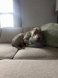 Reunited Male Dog last seen Near Doyle Road, Pittsburgh, PA 15227