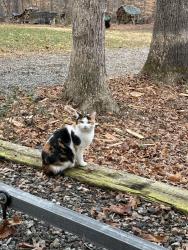 Lost Female Cat last seen Easley Road and highway 65 in Walnut Cove, Walnut Cove, NC 27052