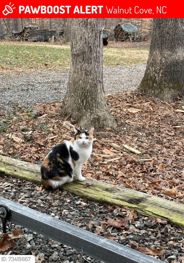 Lost Female Cat last seen Easley Road and highway 65 in Walnut Cove, Walnut Cove, NC 27052