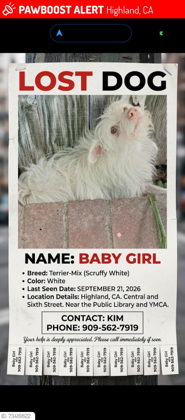 Lost Female Dog last seen Near Pinehurst Dr, Highland, CA 92346