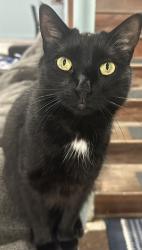 Found/Stray Female Cat last seen Near Ave. and 157 st, Orland Park, IL 60467